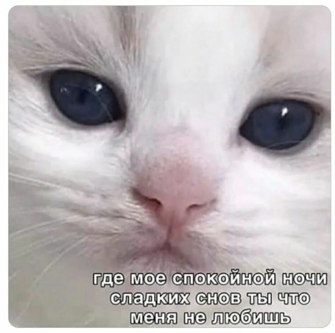 Где можно спокойно. А где спокойной ночи Мем. Пикчи комплименты с котиками. Где моё спокойной ночи с сердечком. Милые котики мемы.