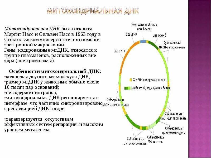 Форма кольцевой днк. Гены митохондриальной ДНК. Митохондриальная ДНК структура и функции. Д петля митохондриальной ДНК. Митохондриальная ДНК строение и функции.