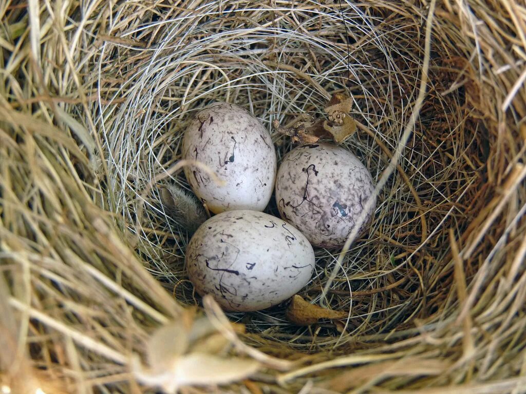 Яйца птиц. Яйца диких птиц. Красивые птичьи яйца. Пятнистые птичьи яйца. Bird яйца