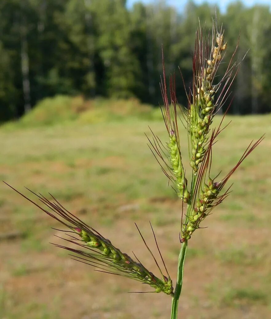 Сорняк зерновых. Echinochloa Crus-Galli. Дикие злаки Подмосковья. Сорные злаки. Сорняковые злаки.