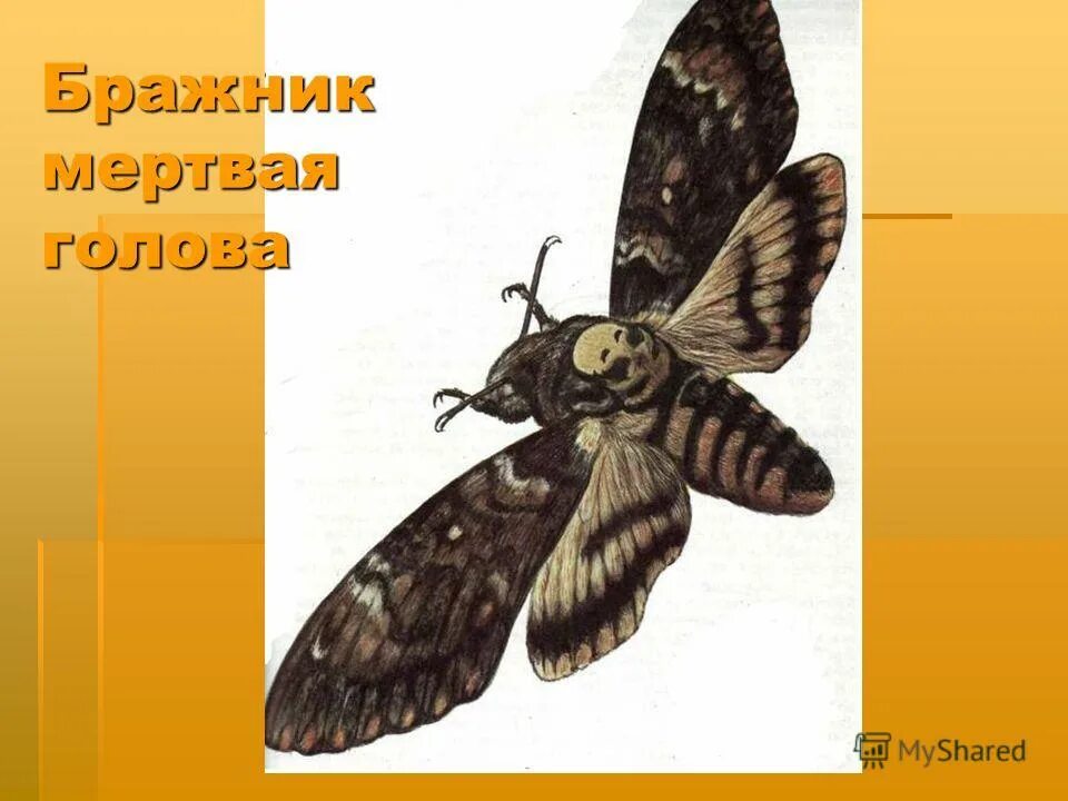 ван гог краб. пара башмаков ван гог. бражник мёртвая голова ван гог. винсент ван гог бражник мертвая голова. ночная бабочка бражник мертвая голова.