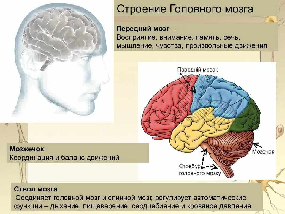 Передний мозг строение. Строение мозга. головной мозг строение и функции. структуры переднего мозга. передние отделы мозга.