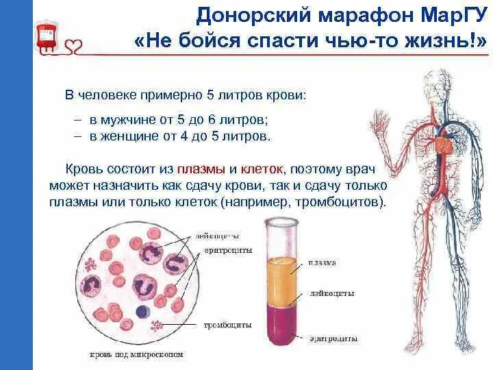 Сдача крови после плазмы. Донорские тромбоциты. Последствия донорства крови