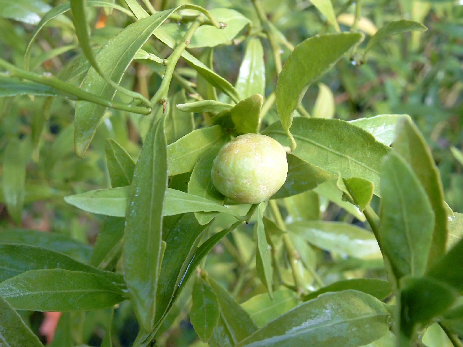 Syzygium oleosum. Перец душистый горошек растение. Пахучий плоды. Черёмуха обыкновенная плоды. Syzygium джамбу.