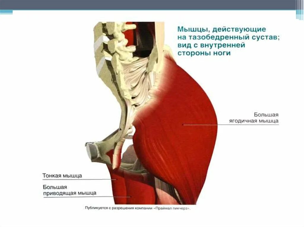 Болят мышцы тазобедренного сустава. Мышцы тазобедренного сустава анатомия человека. анатомия тазобедренного сустава мышц и связок. мышцы действующие на тазобедренный сустав анатомия. мышцы тазобедренного сустава вращатели.
