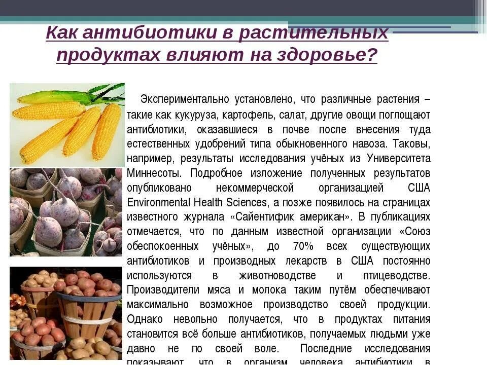 Антибиотики в пищевых продуктах. Антибактериальные продукты питания. Продукты природные антибиотики. Антибиотики для растений. Как часто можно давать антибиотики