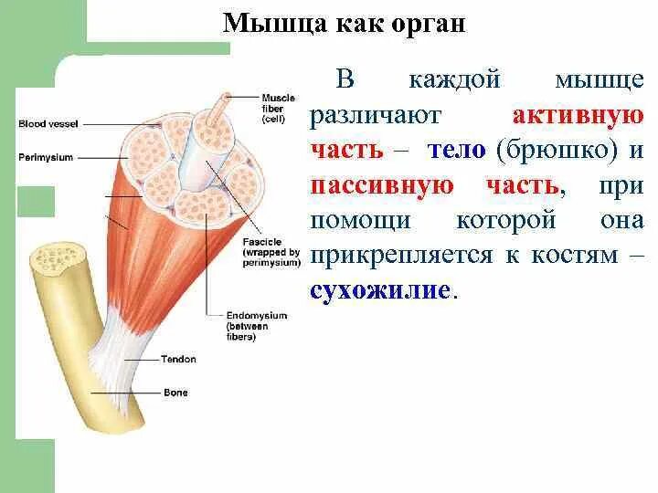 Прикреплены к костям. Прикреплены к костям