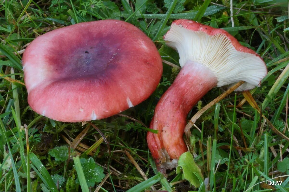 Сыроежка можно есть. Сыроежка кроваво-красная. russula sanguinea. russula erythropus. сыроежки съедобные.