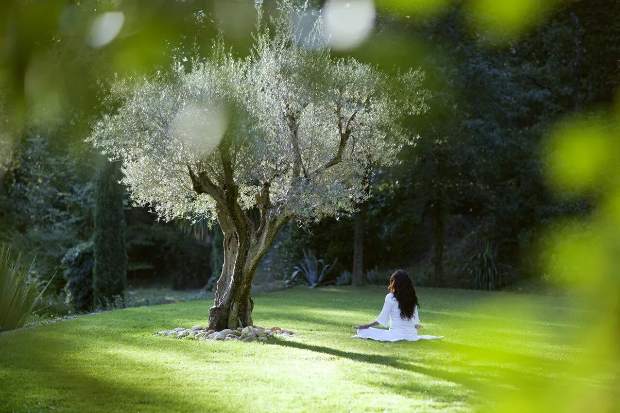 Исцеление рода медитации. Медитация дерево. Дерево жизни медитация. Пейзажи для медитации.