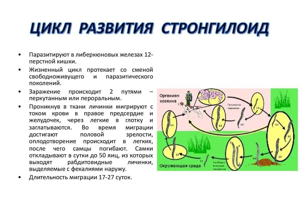 Жизненный цикл стронгилоиды. Стронгилоиды цикл развития. Цикл развития угрицы кишечной.