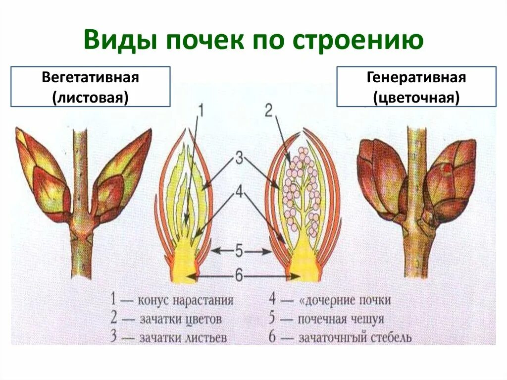 Нарастание листа. Строение вегетативной листовой почки. Строение почки и побега. Схема строения почки растения. Строение цветочной почки.