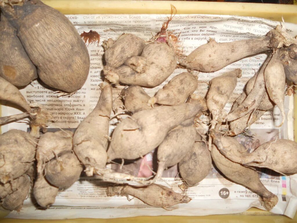 Каллы садовые клубневые. Георгины: черенкование клубней. Авито клубни. Авито клубни. Клубни цветов.