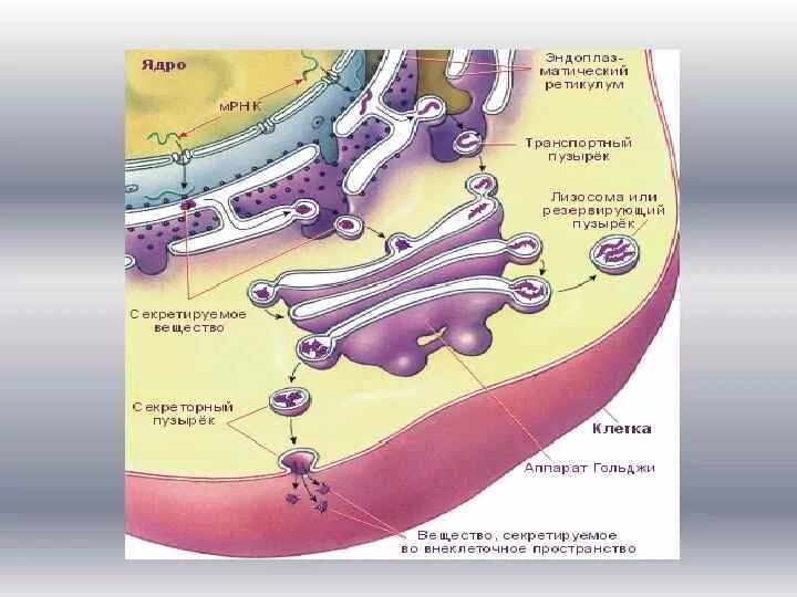 Транспортные пузырьки. Взаимодействие ЭПС И аппарата Гольджи. Везикула строение. Строение клетки везикула.