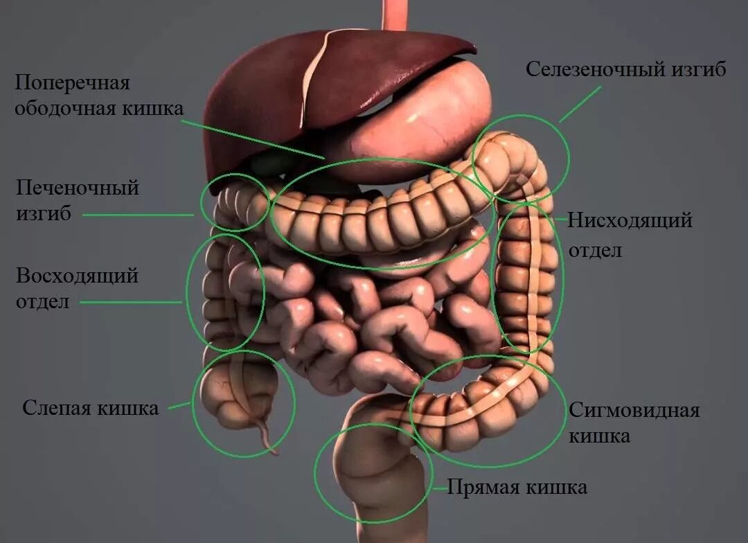 Поперечная ободочная кишка расположение. Слепая кишка, поперечно-ободочная кишка. Кишечник ободочная слепая кишка.