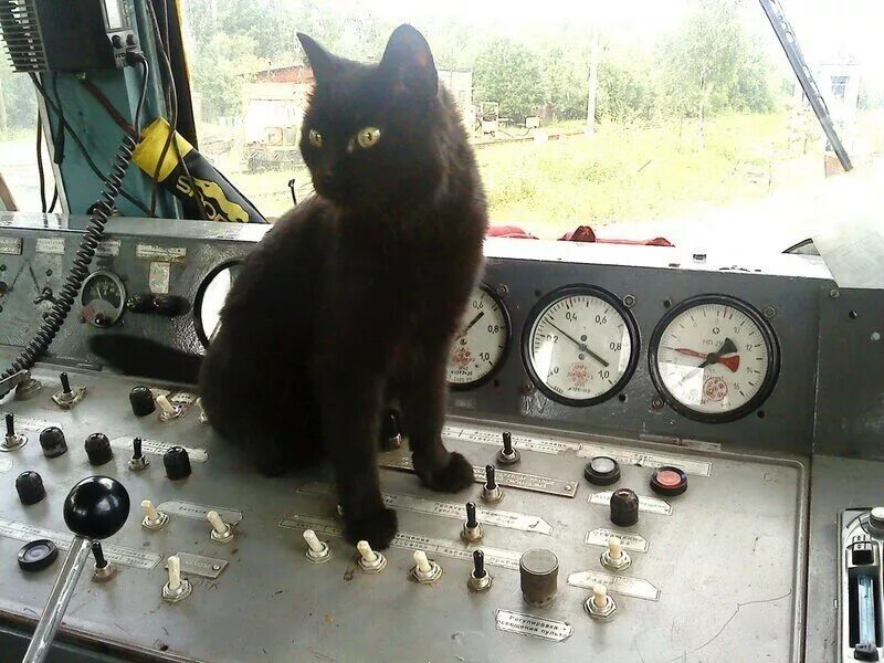 Кот железная дорога. Кот машинист. Кот машинист поезда. Кот Железнодорожник. Коты машинисты.