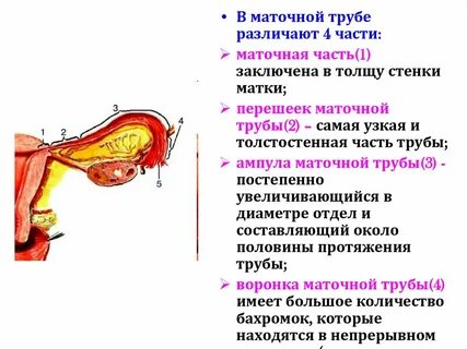 Функции наружных женских половых органов