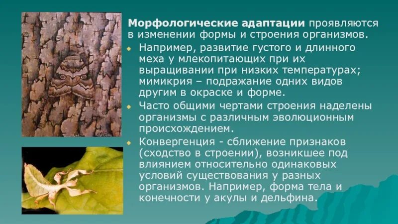 Группы экологической адаптации. Морфологические адаптации таблица. Морфологические адаптации животных. Адаптация животных к окружающей среде. Морфологические адаптации насекомых.