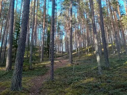 Петяярви ленинградская область