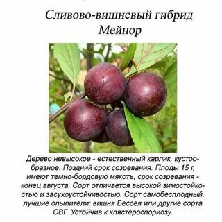 Мейнор сливово вишневый