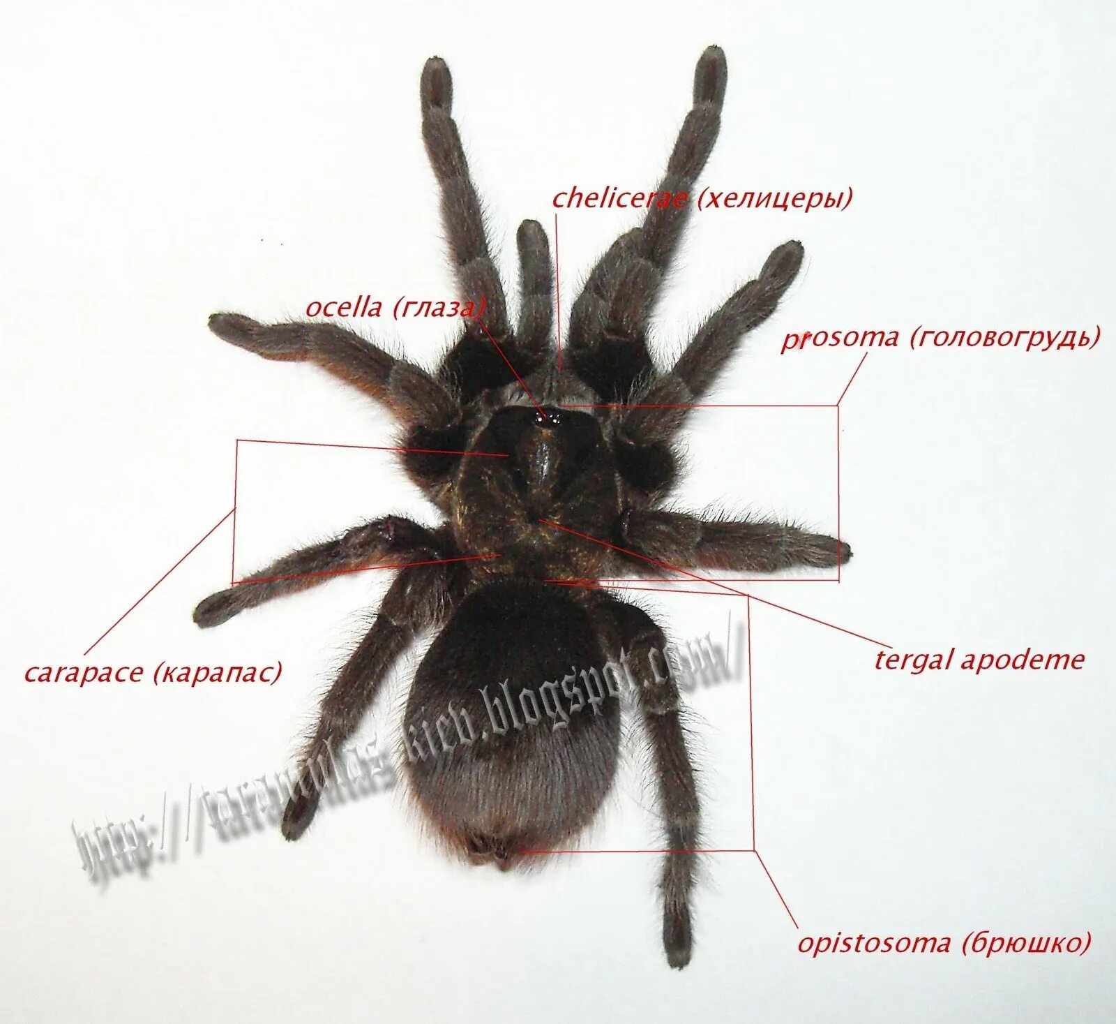 Австралийский паук птицеед. Строение паука головогрудь брюшко. Строение птицееда. Строение паука птицееда схема. Анатомия паука птицееда.