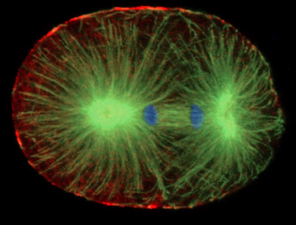 Цитоскелет флуоресцентная микроскопия. Митоз Веретено деления. Веретено деления в микроскопе. Веретено деления клетки. Аппарат деления клетки