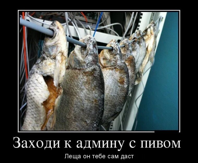 Сисадмин прикол. Сисадмин смешные картинки. админ прикол. демотиваторы про сисадминов. шутки про админа.