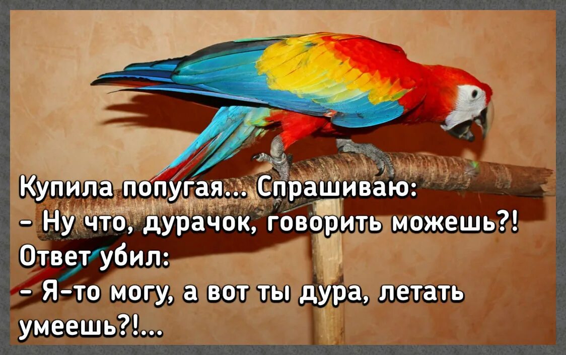 Уроки попугая говорить. Попугай с надписью. Смешные попугаи с надписями. Попугай спрашивается. Говорящие попугаи приколы.