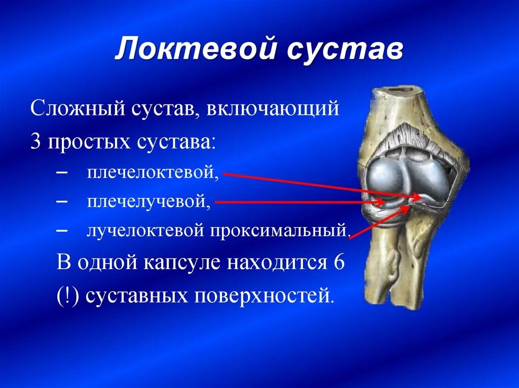 Локтевой сустав какими костями