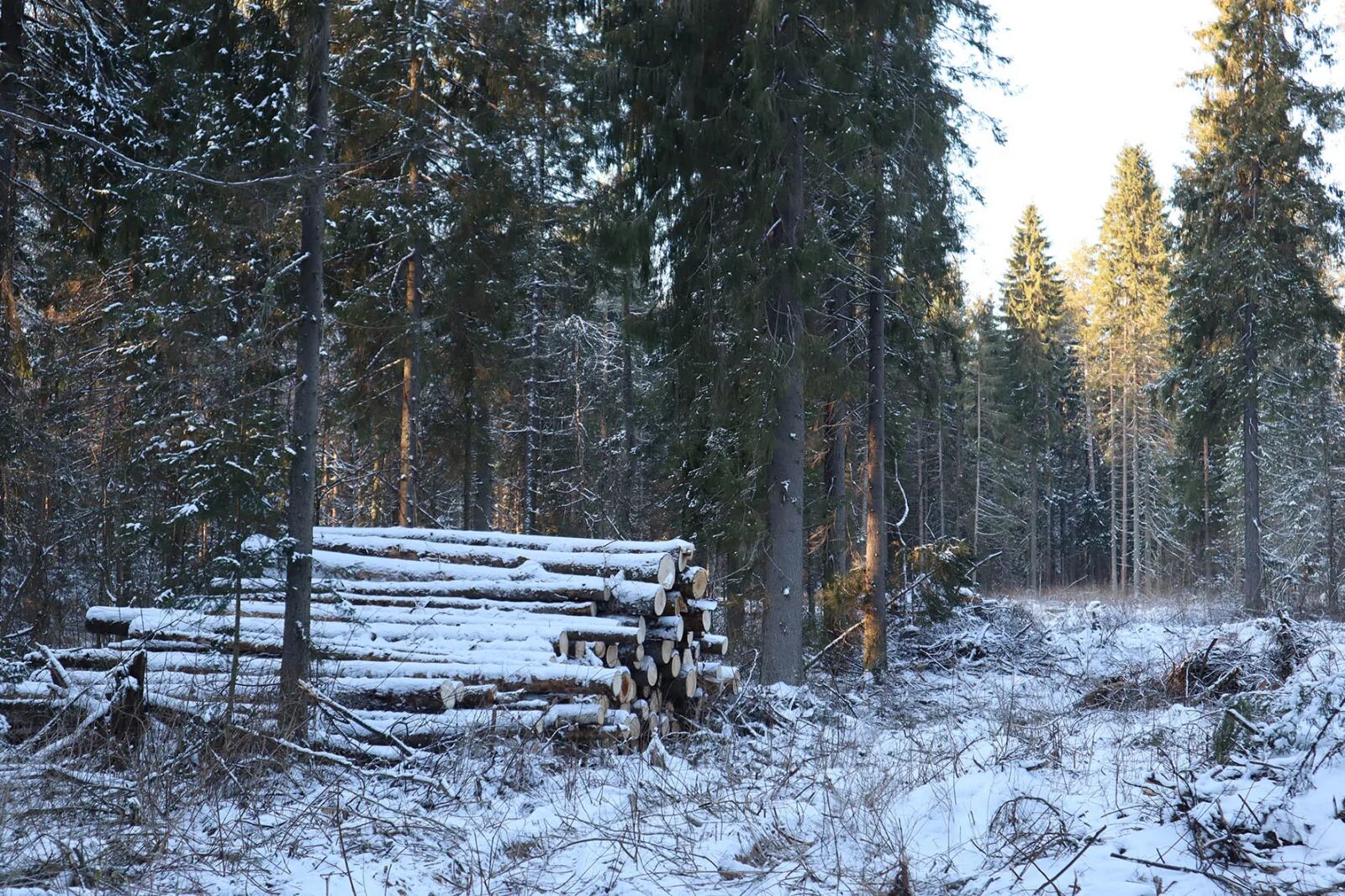 Порошино зимой. Порошино Киров. Порошино лес. Порошино Киров тропа здоровья. Леса Кировской области.