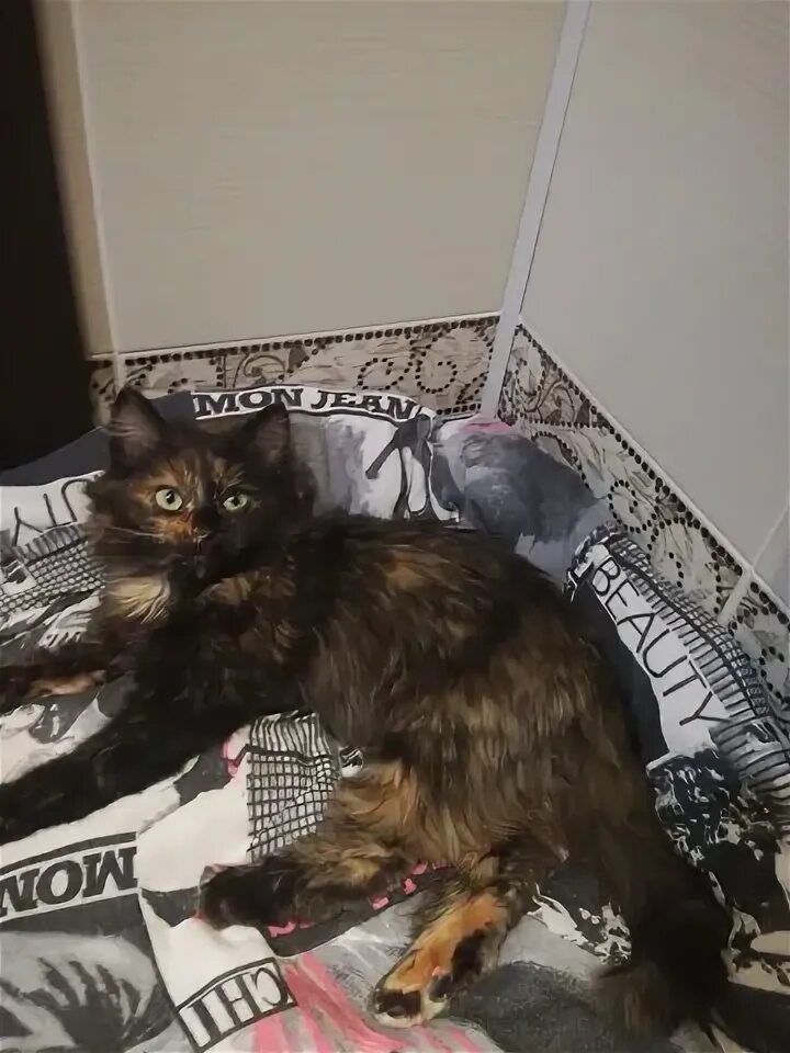 Кошка не отходит от меня