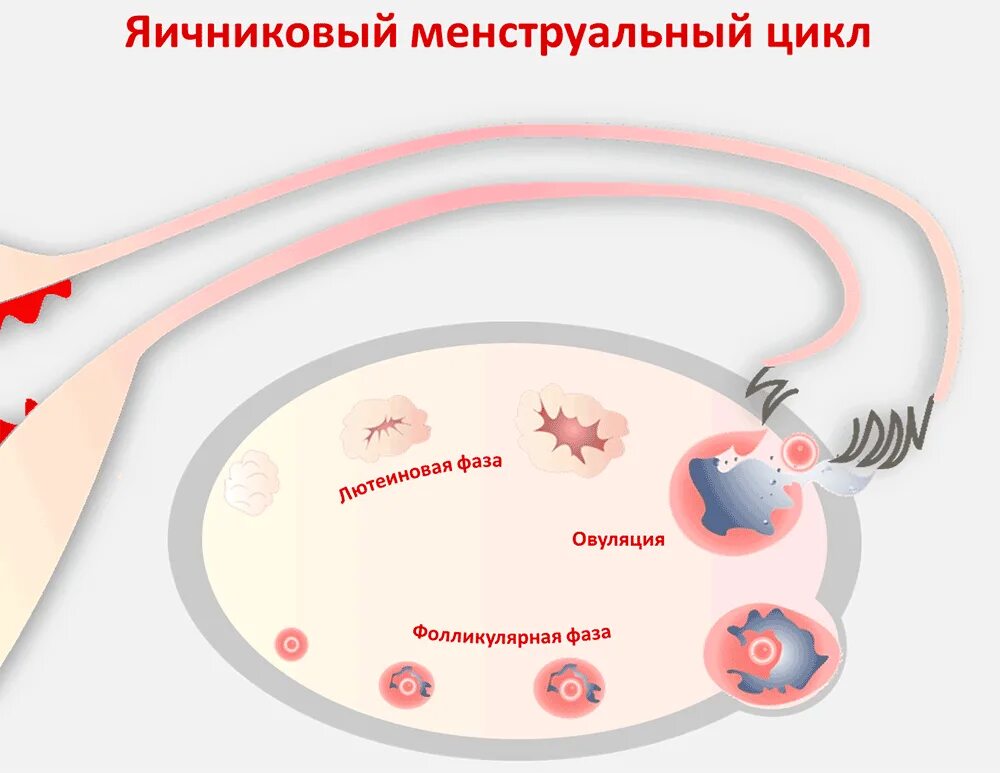 Фолликулярная овуляция