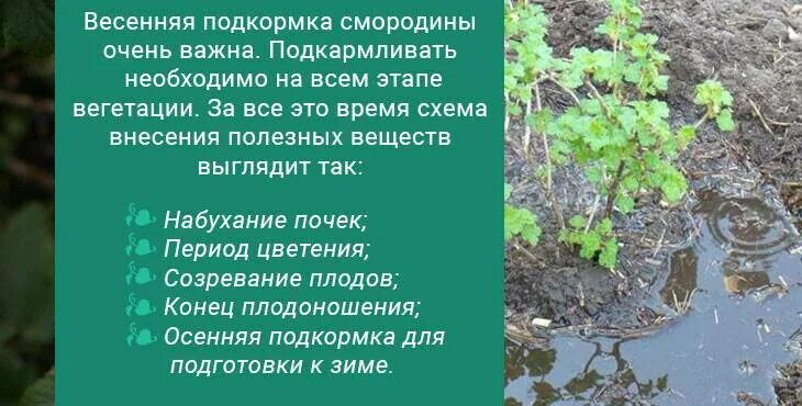 Весенняя подкормка смородины. Удобрение для кустов смородины. Крыжовника и смородины удобрениями Весенняя. Удобрение весной для смородины и крыжовника весной.