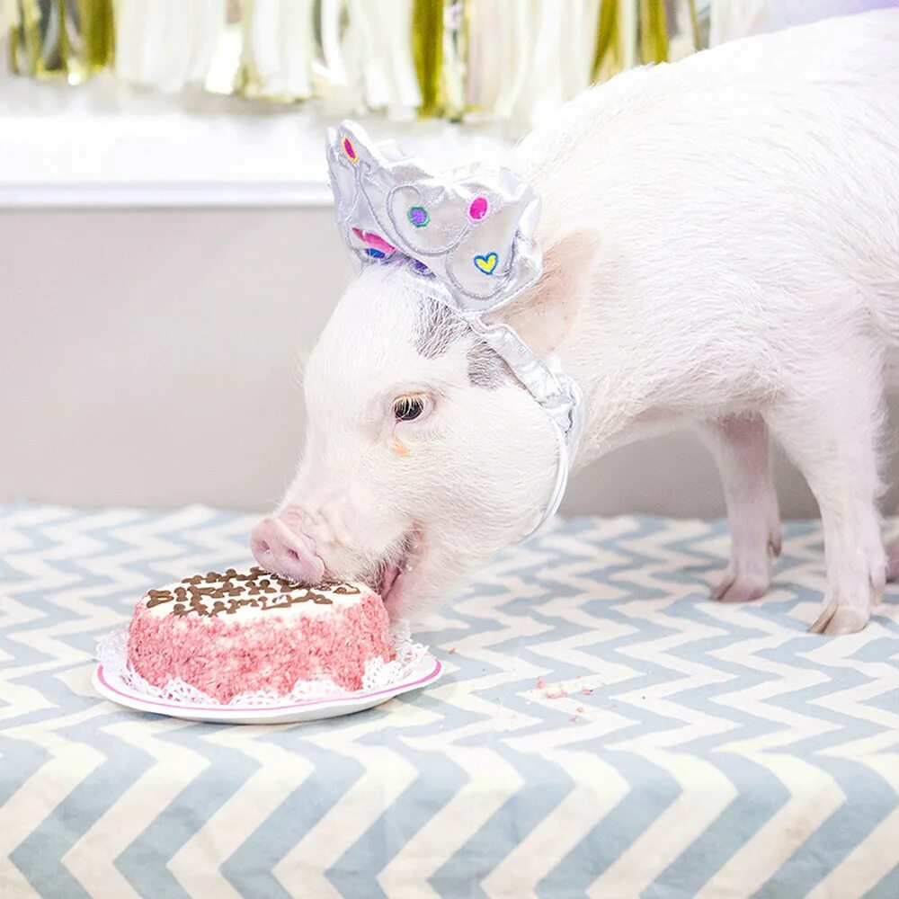 Днем рождения свинка. Свинка. Тортик с поросенком. Свинья с тортиком.