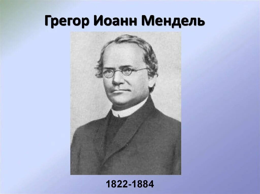 Грегор мендель генетика кратко. Грегор мендель основоположник наследственности. Грегор иоганн мендель вклад в биологию. Грегор иоганн мендель генетика. Грегор иоганн мендель генетика.