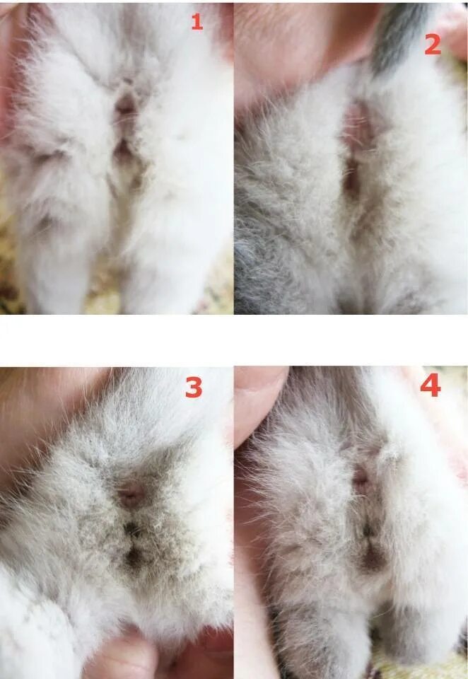 Как определить котенка кот. Как отличить пол котенка в 1 месяц. как отличить пол котенка до 1 месяца. как поределить пол котёнка. как определить плу котенка.