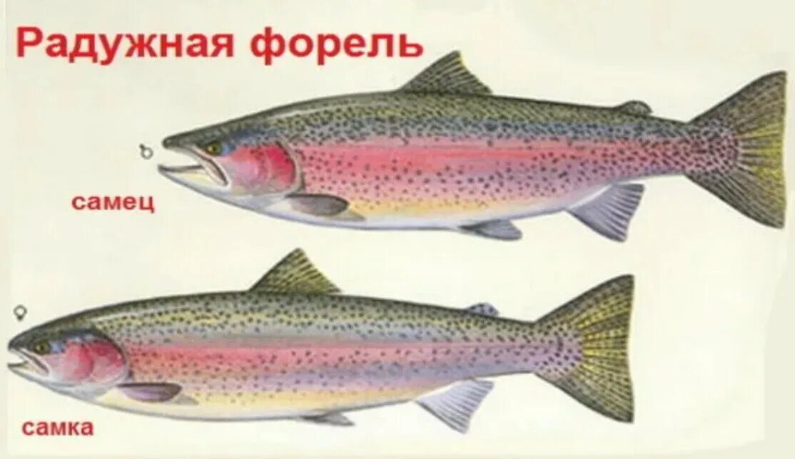 Как узнать самку форели. Как отличить форель самку от самца. форель отличие самки от самца. форель радужная самка от самца. форель отличие самки от самца форели.