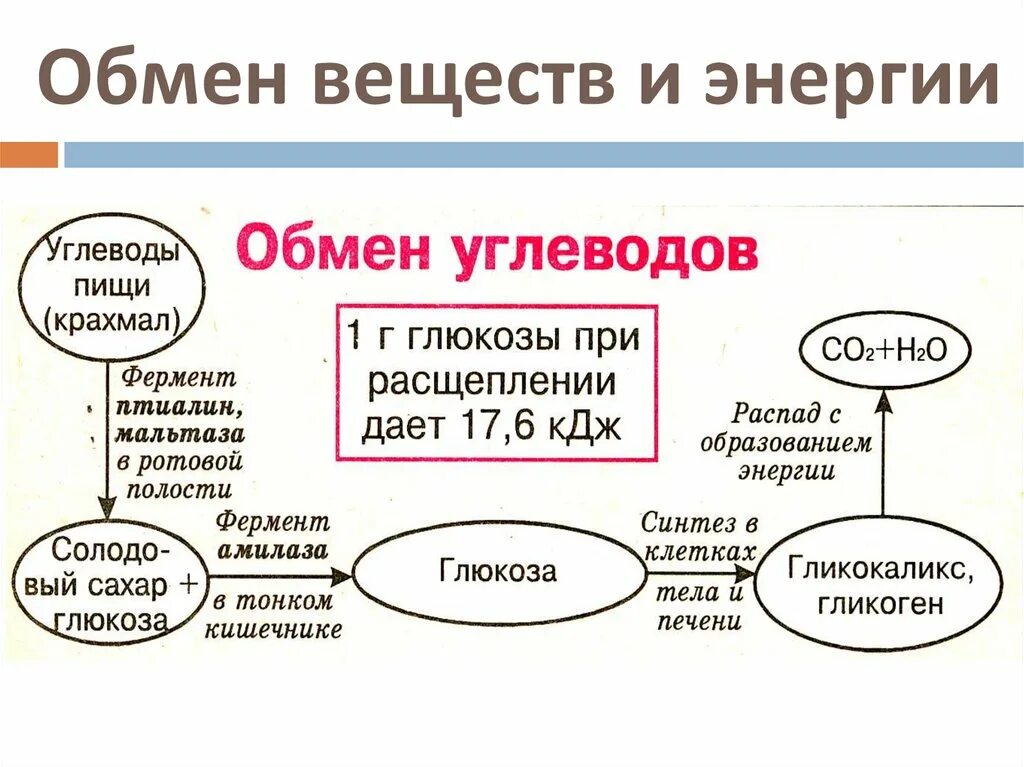 Основные функции обмена веществ. Схема обмена веществ и энергии в организме человека. Схема обмена веществ в организме 8 класс. Метаболизм схема 8 класс. Обмен веществ метаболизм схема.