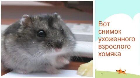 Размеры взрослого хомяка