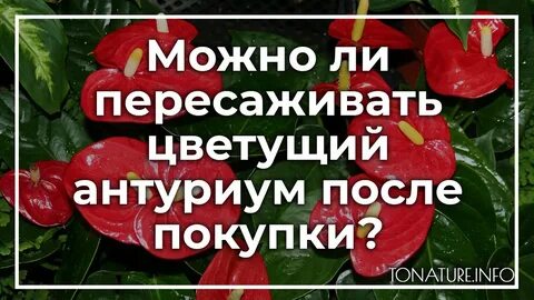 Осенью можно пересаживать антуриум