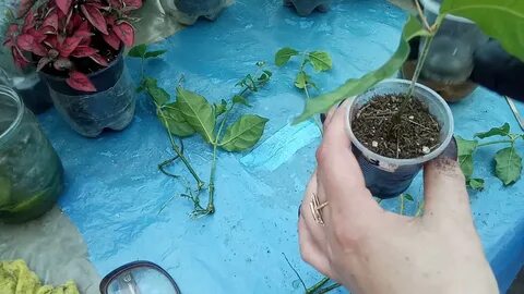 Укоренение жасмина черенками