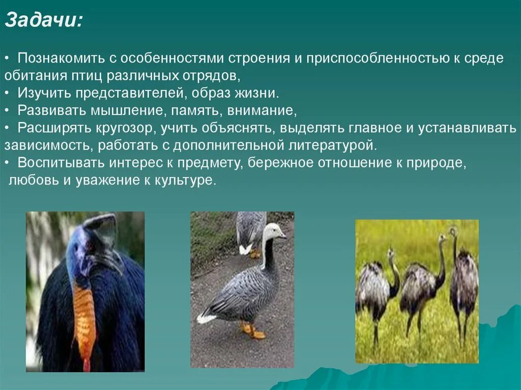 Перечислите особенности птиц. Наземные килегрудые птицы приспособления. Отряд Казуарообразные таблица. Образ жизни птиц. Отряд птиц Казуарообразные.