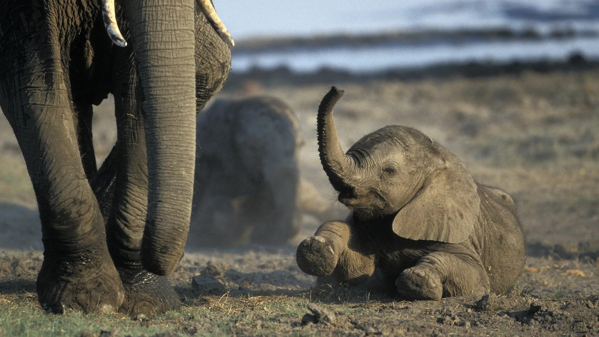 Happy elephant. Кудрявый слон. Счастливый слон. Слоны нежные гиганты. Веселые животные с детенышами слониха и Слоненок.