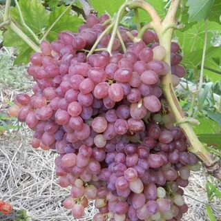 Кишмиш велес виноград описание сорта фото отзывы