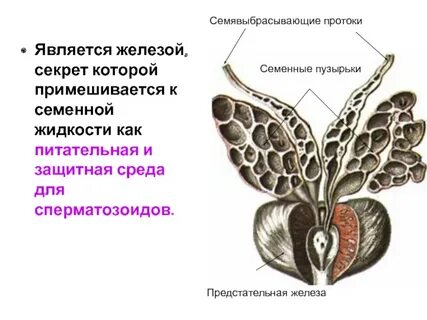 Семенной анатомия