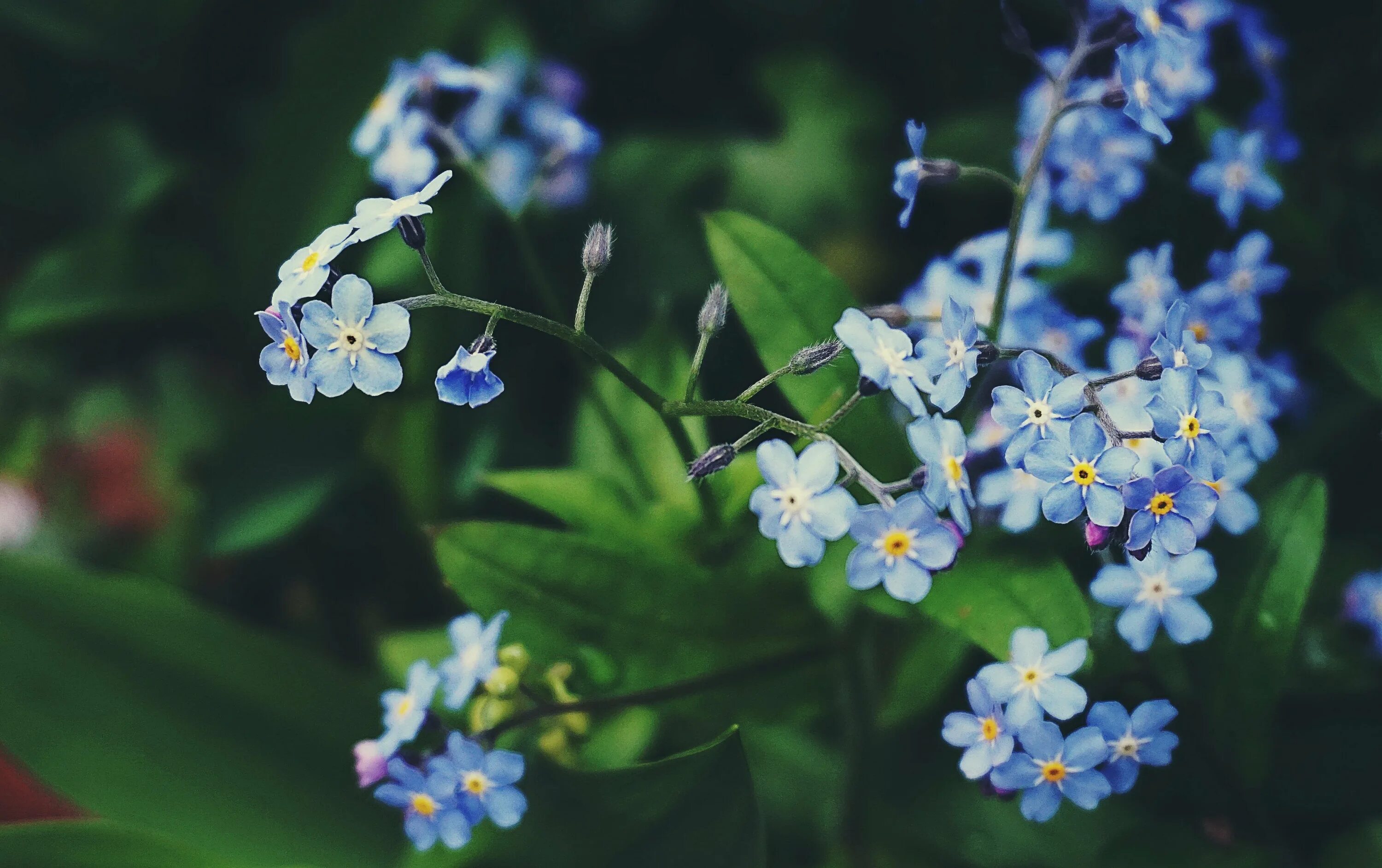 Алые незабудки бывают. Незабудка Полевая (Myosotis arvensis). Незабудка Альпийская (Myosotis alpestris). Незабудка Садовая голубая. Незабудка стелющаяся.