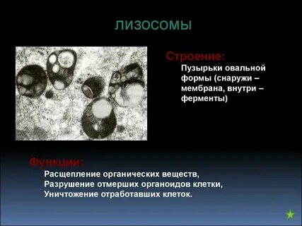 Строение лизосомы кратко таблица