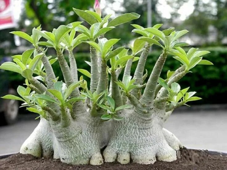 адениум: 10 тыс изображений найдено в Яндекс.Картинках Planting succulents, Bulb