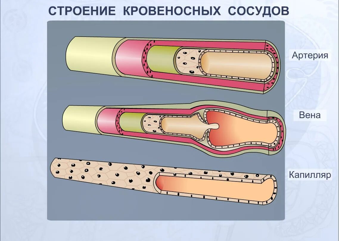 Строение вены рисунок. Строение кровеносных сосудов артерии. Строение кровеносных сосудов вены. Строение кровеносных сосудов 8 класс биология. Схема строения стенки артерий вен капилляров.