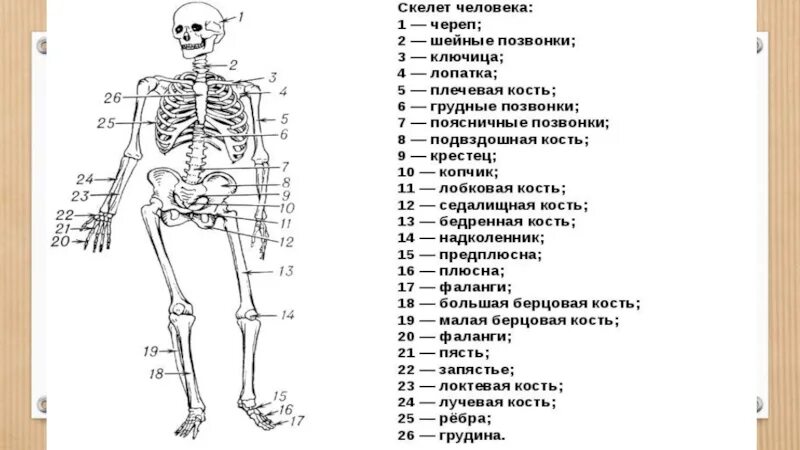 Скелет строение состав и соединение. Осевой и добавочный скелет схема. биология 8 класс скелет человека осевой скелет. схема анатомического строения осевого скелета. осевой скелет название костей.
