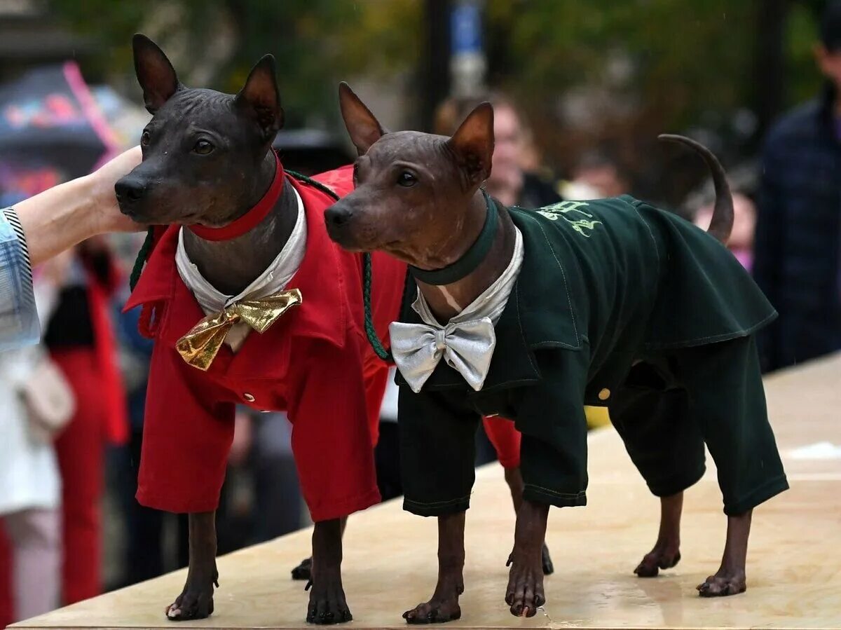 Мод на реалистичных собак. Питбуль мода. Мод на собак. Хаски скайрим. Выставочные собаки большие.